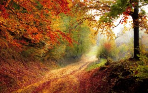 beautiful_autumn_road-2880x1800.jpg